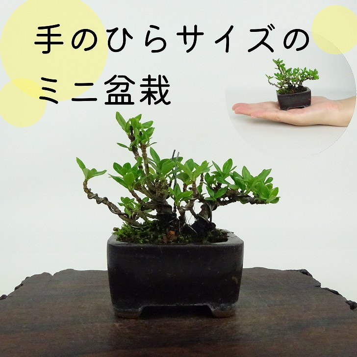 楽天市場】【送料無料】ミニ盆栽：斑入りクチナシ（梔子）*【瀬戸焼鉢