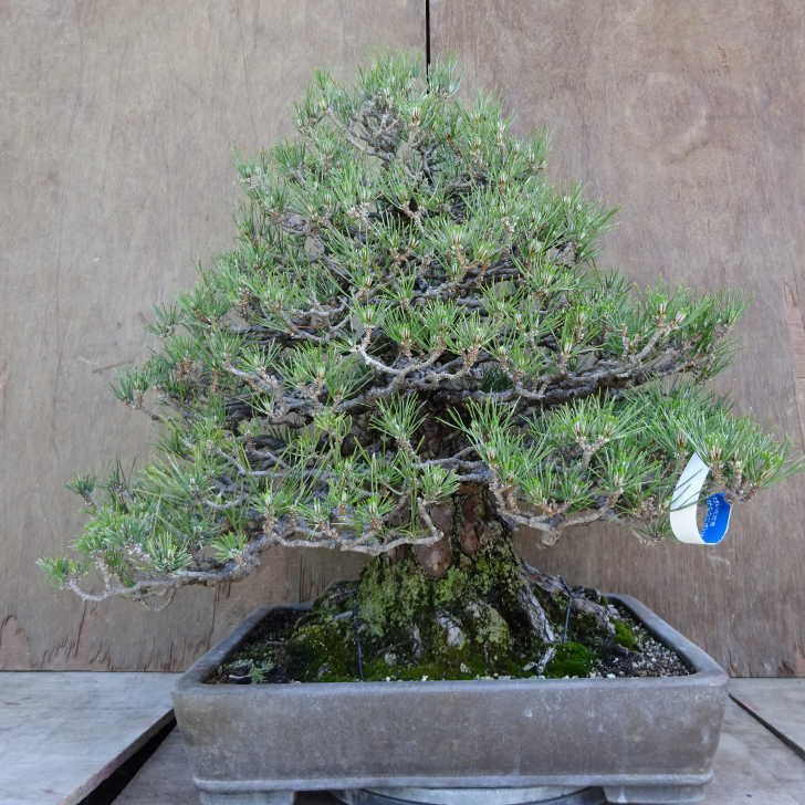 楽天市場】クロマツ／黒松盆栽仕立て（樹高：1.4m内外 幅：80cm