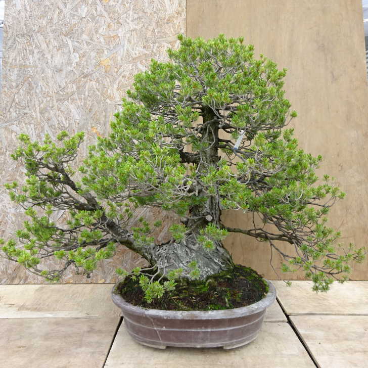 八房蝦夷松(石付き) 盆栽 八房蝦夷松(石付き) 盆栽 【公式通販】