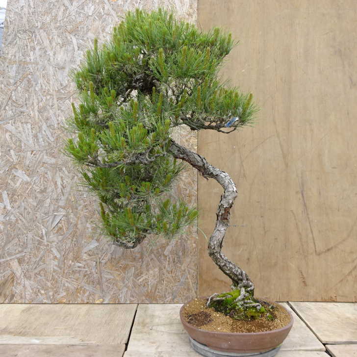 【大品　赤松盆栽】売約済　　　　⭕9/9到着指定、専用❗ 赤松 盆栽