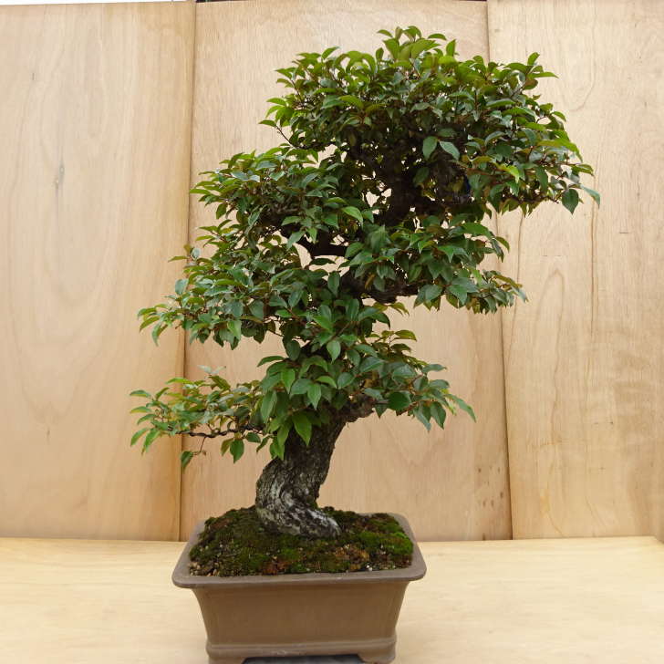 盆栽 寒茱萸 樹高 約91cm かんぐみ Elaeagnus カングミ グミ科 常緑樹 観賞用 大型 現品|盆栽はニわ 店
