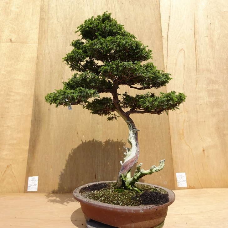bonsai 杜松（トショウ）ネズ ネズミサシ 松 盆栽 現在地植えして