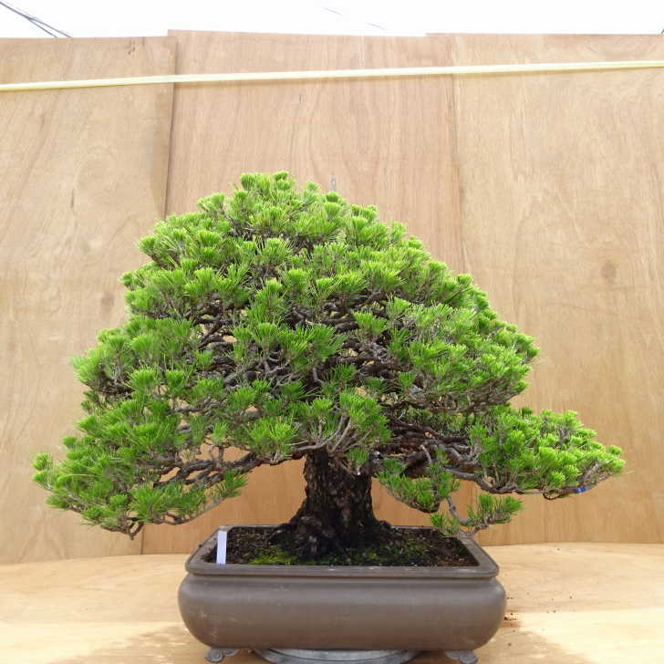 【楽天市場】盆栽 松 黒松 万松宝 樹高 約57cm くろまつ Pinus thunbergii クロマツ マツ科 常緑針葉樹 観賞用 大型 ...