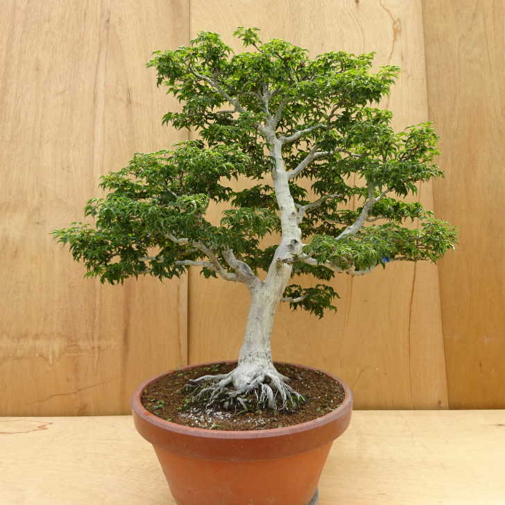 楽天市場】盆栽 紅葉 獅子頭 樹高 41cm もみじ Acer palmatum モミジ