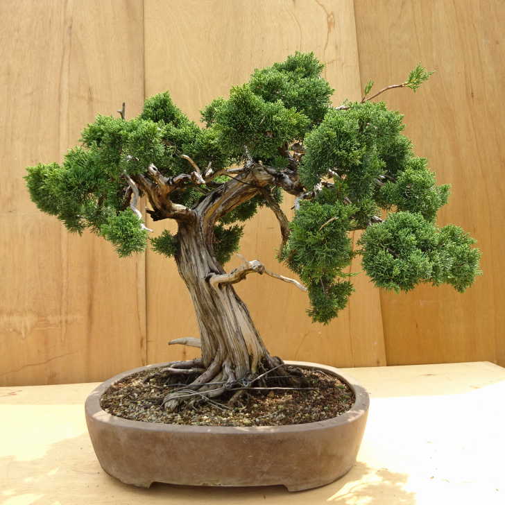 【黄金真柏盆栽】　　　　　　　　　　　　⭕樹形抜群❗お勧め品‼️ 黄金真柏 約60年 | 雨竹亭オンラインショップ
