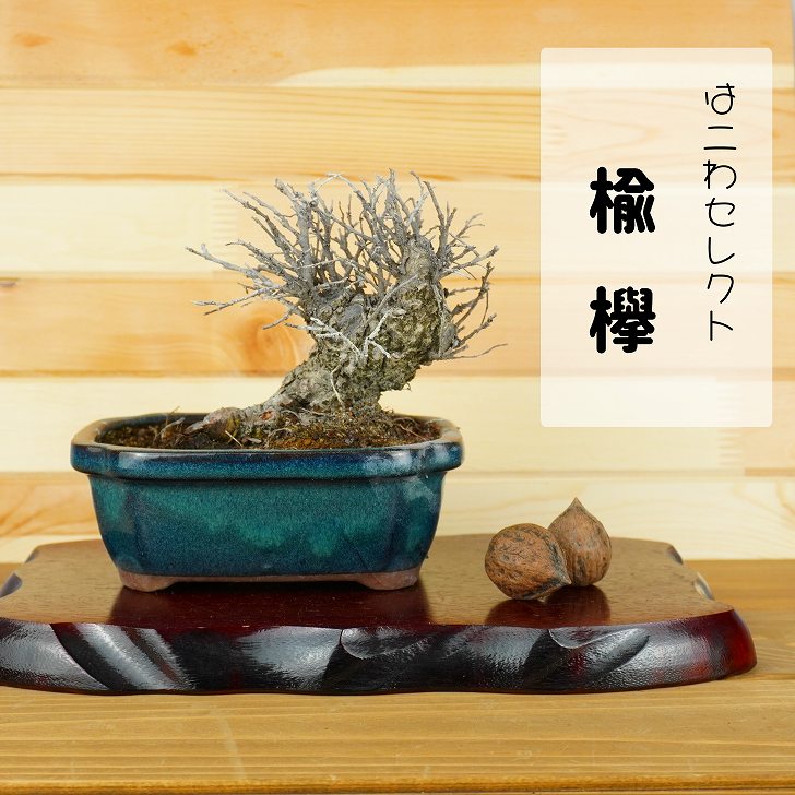 セールショッピング 盆栽 欅 樹高 約14〜16cm けやき Zelkova serrata