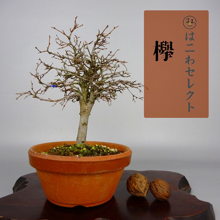 アウトレットオーダー 盆栽 欅 けやき Zelkova serrata ケヤキ 紅葉