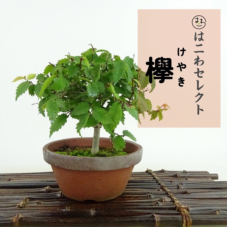 楽天市場】盆栽 針蔓柾 樹高 約17cm はりつるまさき 高級盆栽 Maytenus diversifolia ハリツルマサキ 半つる性 ニシキギ科  ハリツルマサキ属 常緑樹 観賞用 小品 現品 : 盆栽はニわ 楽天市場店