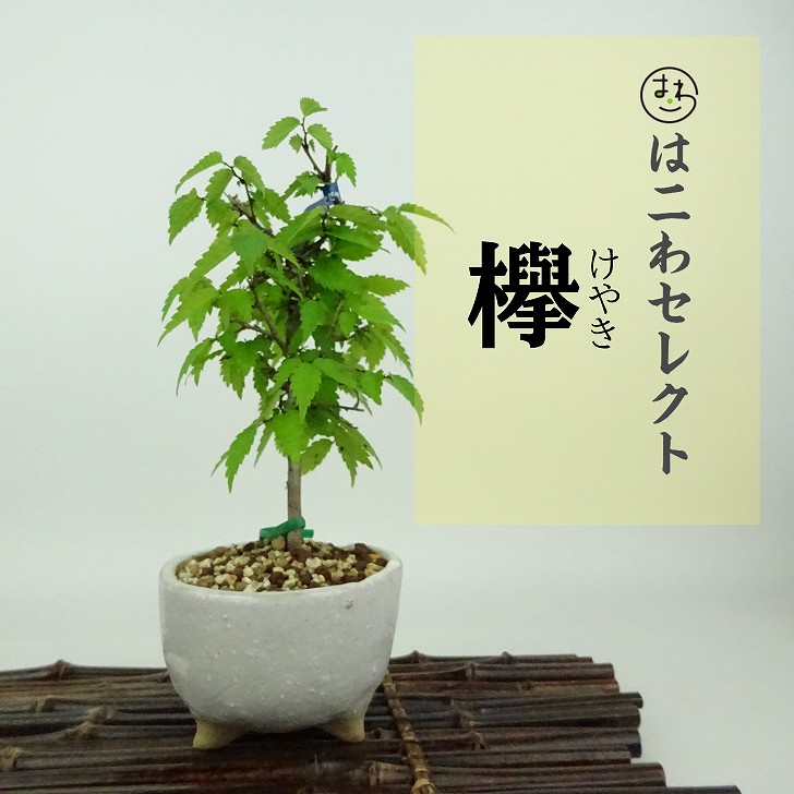 楽天市場】盆栽：欅(けやき) 現品*ケヤキ Zelkova serrata