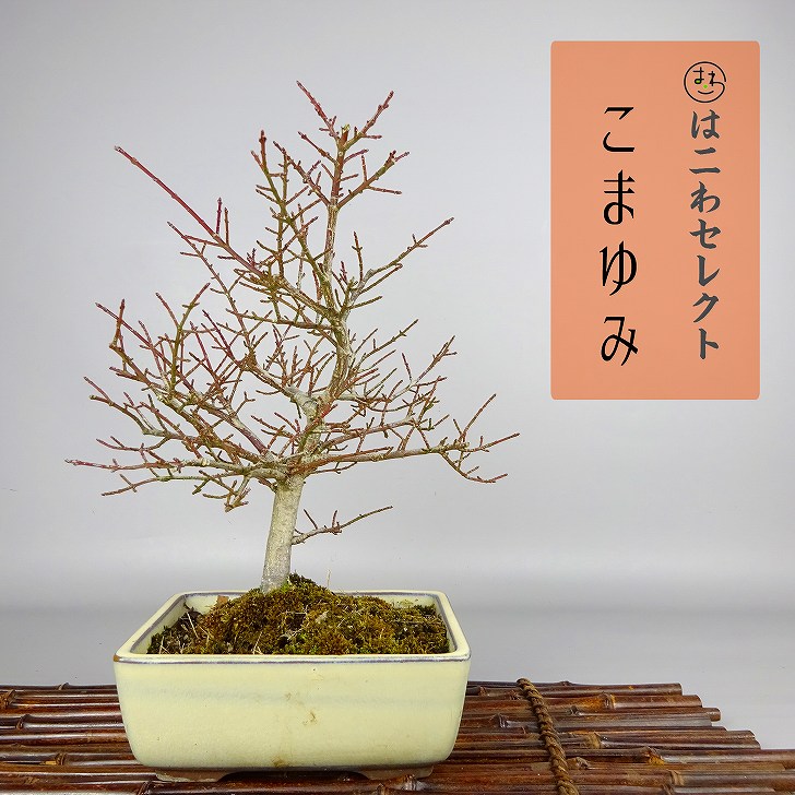 No.2 コマユミ石付きの寄せ植え盆栽 No.2 コマユミ石付きの寄せ植え盆栽 No.2 コマユミ石付きの寄せ植え盆栽