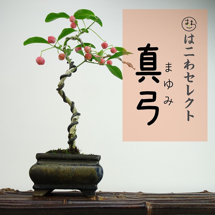 楽天市場】盆栽 真弓 樹高 約21～22cm まゆみ Euonymus sieboldianus
