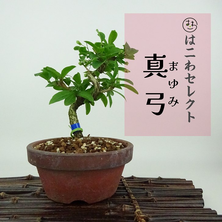 楽天市場】盆栽 真弓 樹高 約12～14cm まゆみ Euonymus sieboldianus