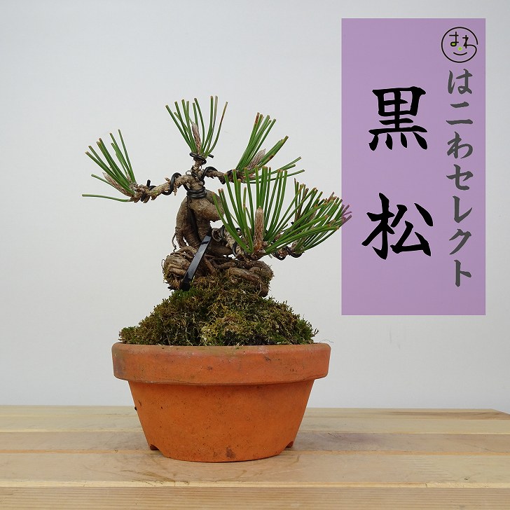盆栽 松 黒松 樹高 約8～12cm くろまつ Pinus thunbergii クロマツ マツ科 常緑針葉樹 鑑賞 観賞用 小品 数量物 セレクト 送料無料