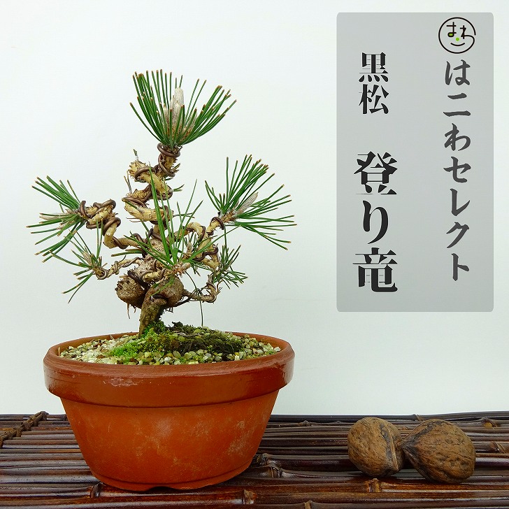 楽天市場】盆栽 蔦 樹高 約14〜16cm つた Parthenocissus