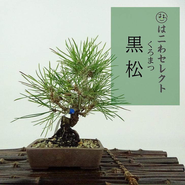 楽天市場】盆栽 松 黒松 樹高 約13〜15cm くろまつ Pinus thunbergii