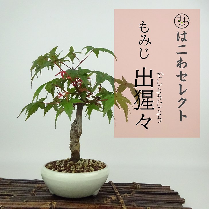 楽天市場】盆栽 紅葉 出猩々 樹高 約18〜19cm もみじ Acer palmatum