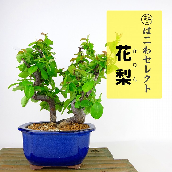 楽天市場】盆栽 花梨 樹高 約21～23cm かりん Pseudocydonia sinensis