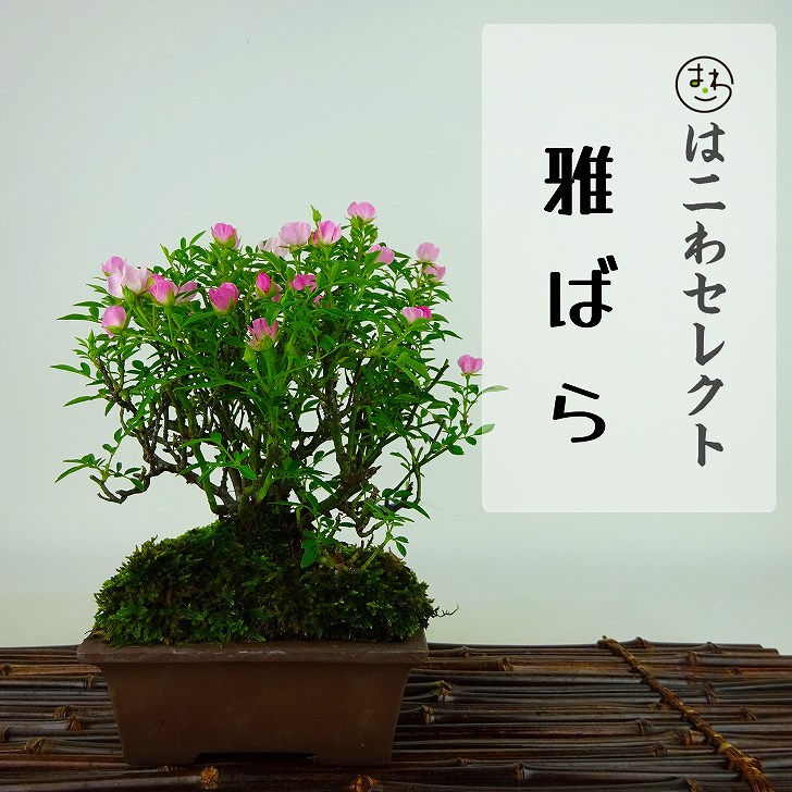 楽天市場】野バラ - 雅 - 小品盆栽 根上り（4.5号撫角鉢） 【いよじ園