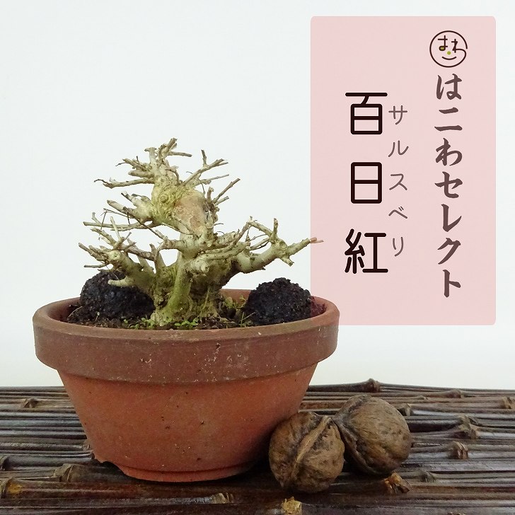 楽天市場】盆栽 百日紅 樹高 約7～8cm さるすべり Lagerstroemia