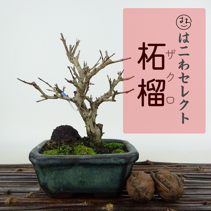 楽天市場】盆栽 小性梅 樹高 約19～20cm こしょうばい Ilex serrata 