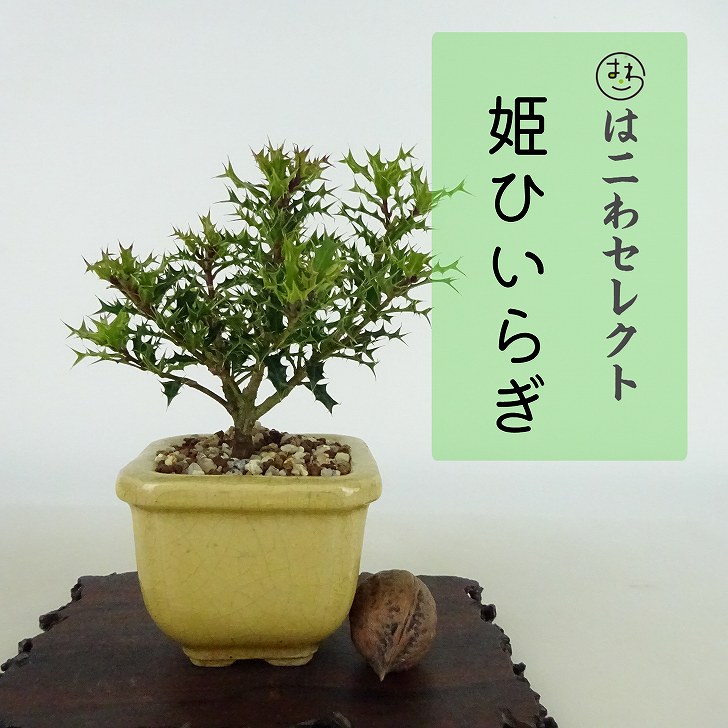 楽天市場】盆栽 群雀 樹高 約16～17cm むれすずめ Caragana