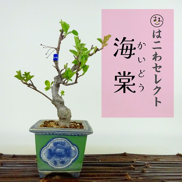 楽天市場】盆栽 磯山椒 樹高 約13～14cm いそざんしょう Osteomeles anthyllidifolia イソザンショウ バラ科  テンノウウメ属 常緑樹 観賞用 小品 数量物 セレクト 送料無料 : 盆栽はニわ 楽天市場店