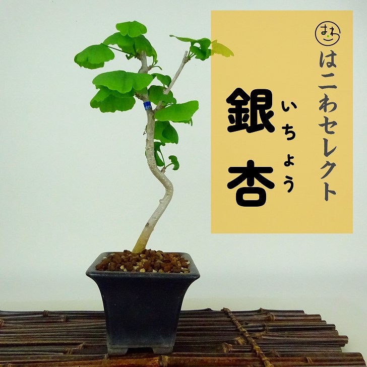 楽天市場】【送料無料】 銀杏 / 乳イチョウ（小葉性）大型盆栽