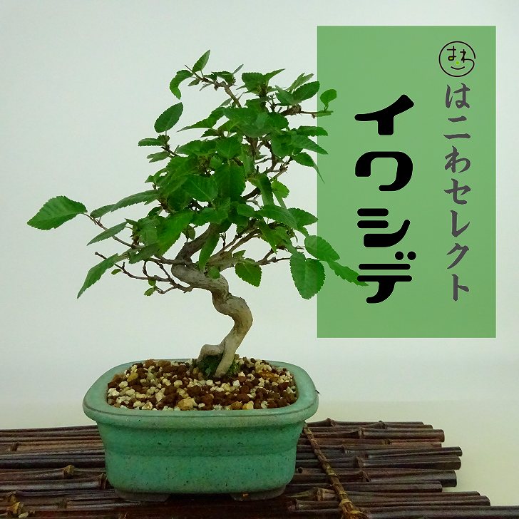 楽天市場】盆栽 小性梅 樹高 約19～20cm こしょうばい Ilex serrata var.subtilis コショウバイ モチノキ科 落葉樹  観賞用 小品 数量物 セレクト 送料無料 : 盆栽はニわ 楽天市場店