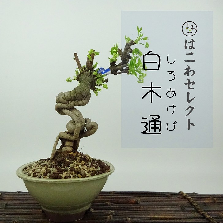 楽天市場】盆栽 五ッ葉あけび 挿し木18年生 アケビ 木通 実物盆栽 小品