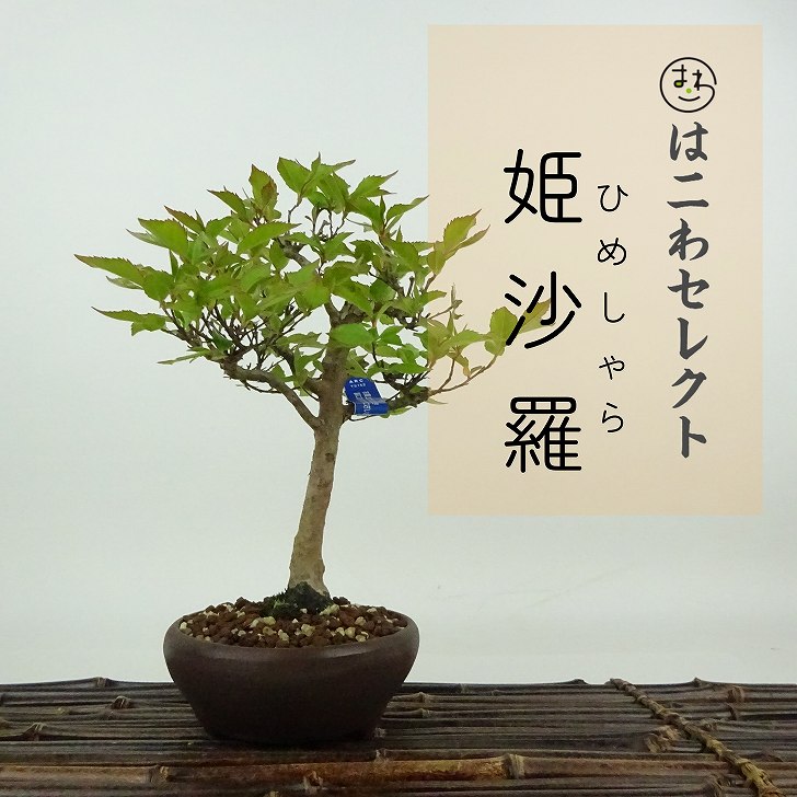 ヨ*シ様 ムレスズメ ムレスズメ（マメ科） | 見ごろの植物