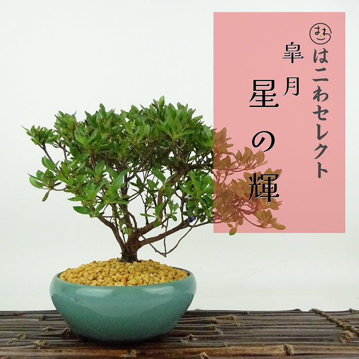 楽天市場】盆栽 特選：皐月(星の輝)*現品 サツキ さつき Satsuki