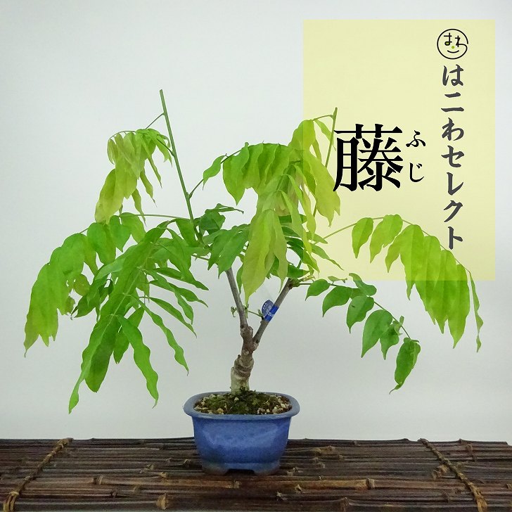 盆栽 藤 樹高 約27~30cm ふじ Wisteria floribunda フジ つる性 マメ科 フジ属 落葉樹 観賞用 数量物 セレクト