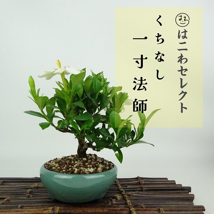 楽天市場】盆栽 くちなし 挿し木13年生 クチナシ 梔子 花物盆栽 実物