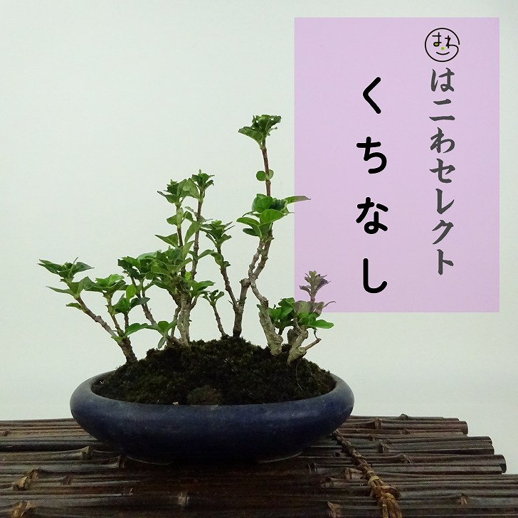 楽天市場】盆栽 くちなし 挿し木13年生 クチナシ 梔子 花物盆栽 実物