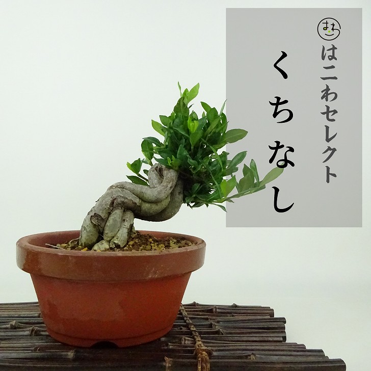 梔子　小品盆栽 Amazon.co.jp: 遊恵盆栽 小品盆栽：梔子（青変形鉢）*くちなし