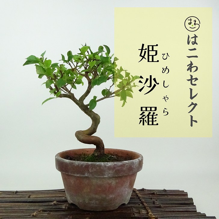 楽天市場】盆栽 姫沙羅 樹高 約33cm ひめしゃら 高級盆栽 Stewartia