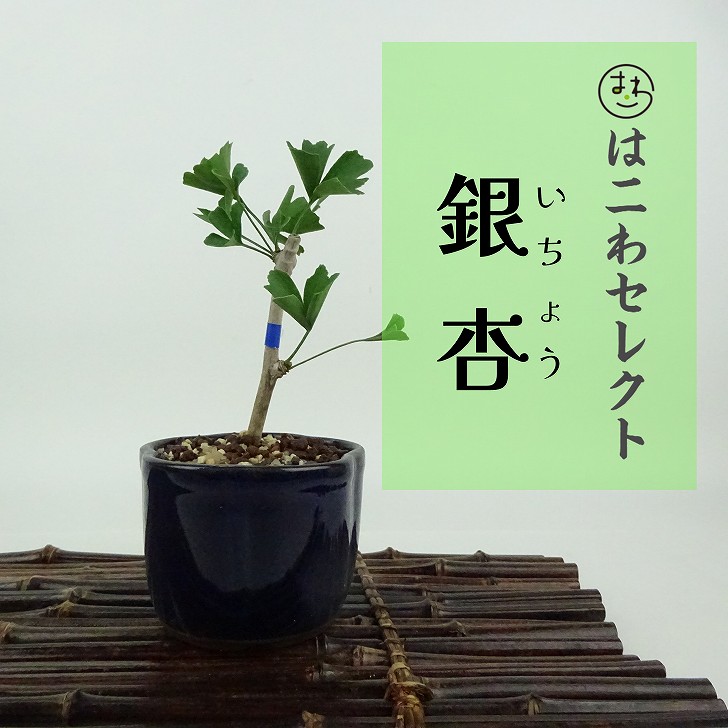 イチョウ 楽天市場】【送料無料】 銀杏 / 乳イチョウ（小葉性）大型盆栽