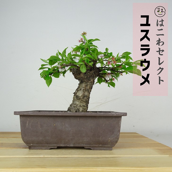 盆栽 梅 梅桃 樹高 約20～25cm ゆすらうめ Prunus tomentosa ユスラウメ バラ科 サクラ属 落葉樹 鑑賞 観賞用 数量物 セレクト 送料無料