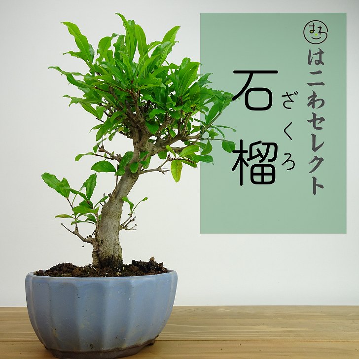 楽天市場】盆栽 ザクロ #83（造花）【ギフトバッグ対応可】 : あーかん