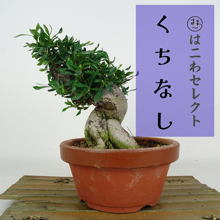 楽天市場】盆栽 くちなし 挿し木13年生 クチナシ 梔子 花物盆栽 実物