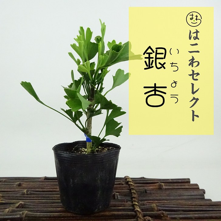 銀杏 楽天市場】銀杏 苗木 斑入り葉イチョウ（銀杏） : 日本花卉