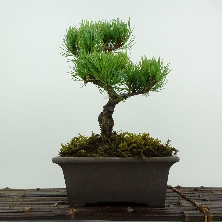 楽天市場】盆栽 松 五葉松 大阪松 樹高 約25cm ごようまつ Pinus