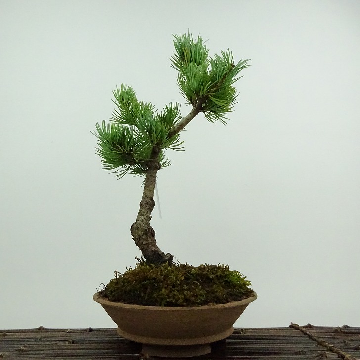 楽天市場】盆栽 松 五葉松 大阪松 樹高 約22cm ごようまつ Pinus