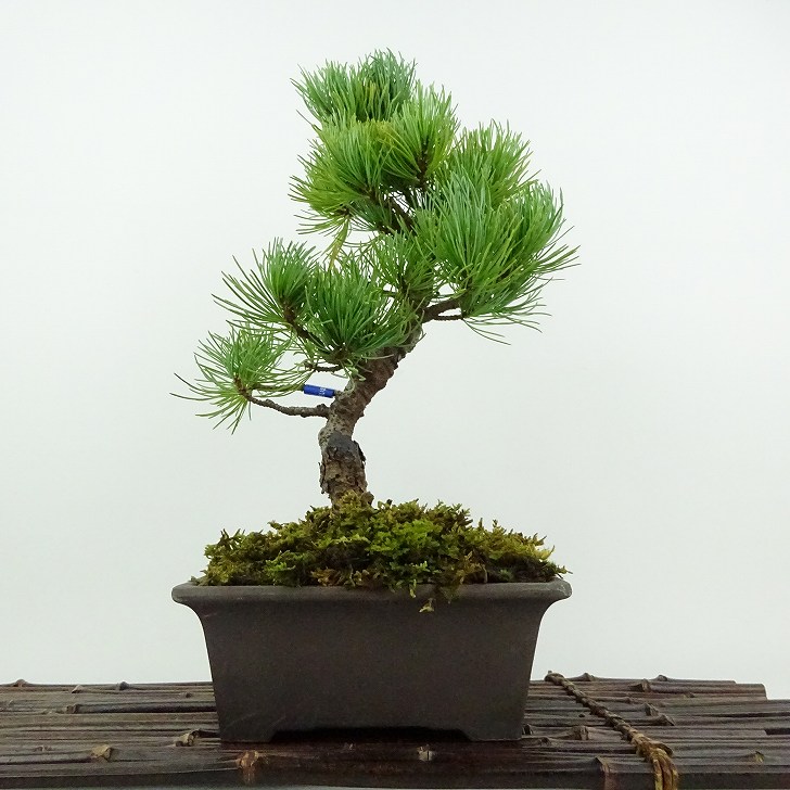 楽天市場】盆栽 松 五葉松 大阪松 樹高 約22cm ごようまつ Pinus