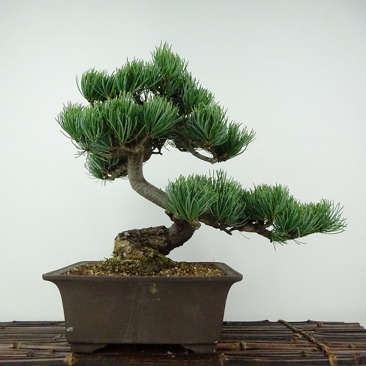 楽天市場】盆栽 松 五葉松 樹高 約21cm ごようまつ Pinus parviflora