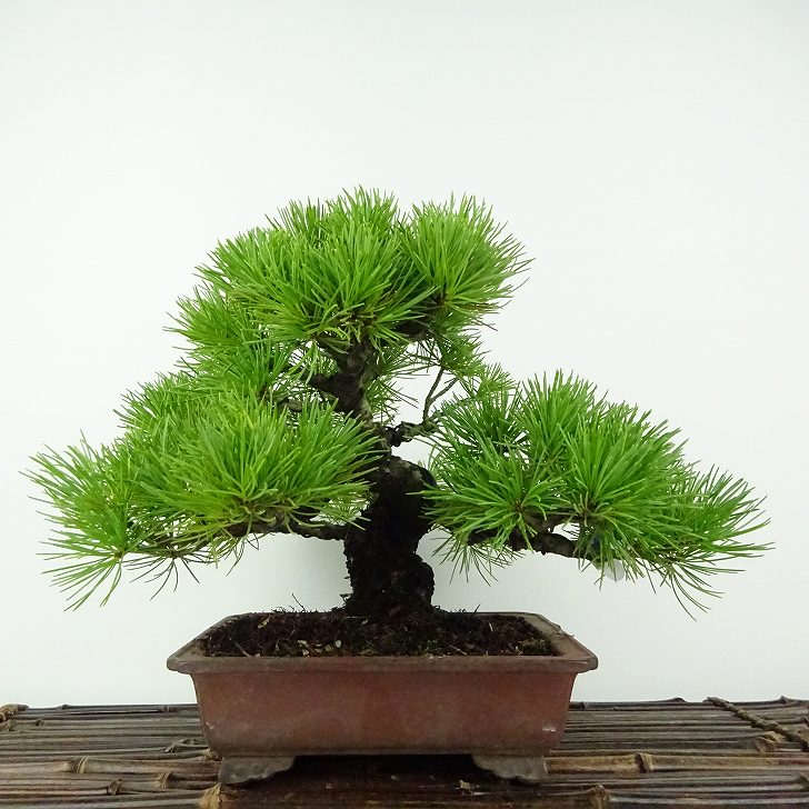 盆栽　五葉松　樹高21cm 盆栽 松 五葉松 樹高 約21cm ごようまつ Pinus parviflora ゴヨウマツ