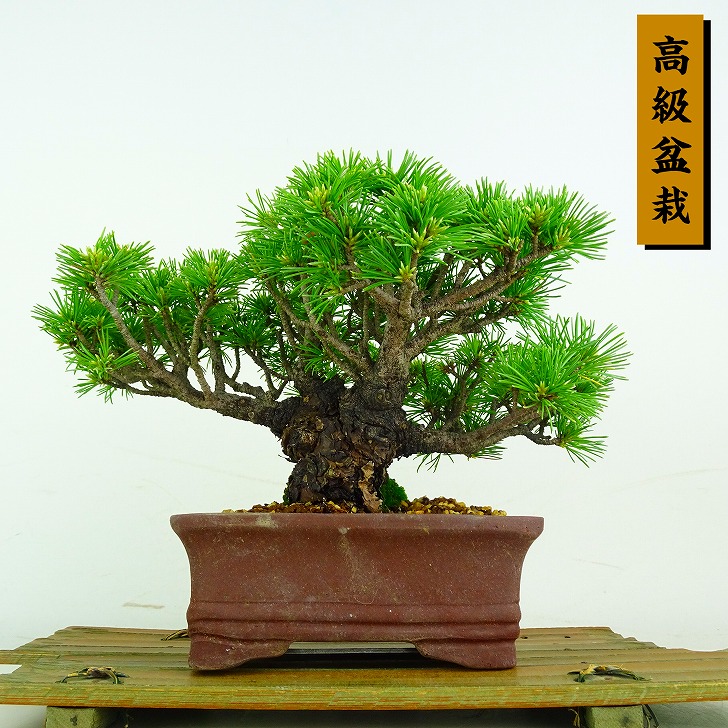 盆栽 松 五葉松 明星 樹高 約16.5cm ごようまつ 高級盆栽 Pinus parviflora ゴヨウマツ マツ科 常緑針葉樹 鑑賞 観賞用 小品 現品｜盆栽はニわ 店