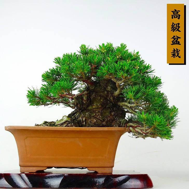 盆栽 松 五葉松 九重 樹高 上下 約22.5cm ごようまつ 高級盆栽 Pinus parviflora ゴヨウマツ マツ科 常緑針葉樹 鑑賞 観賞用 現品|盆栽はニわ 店