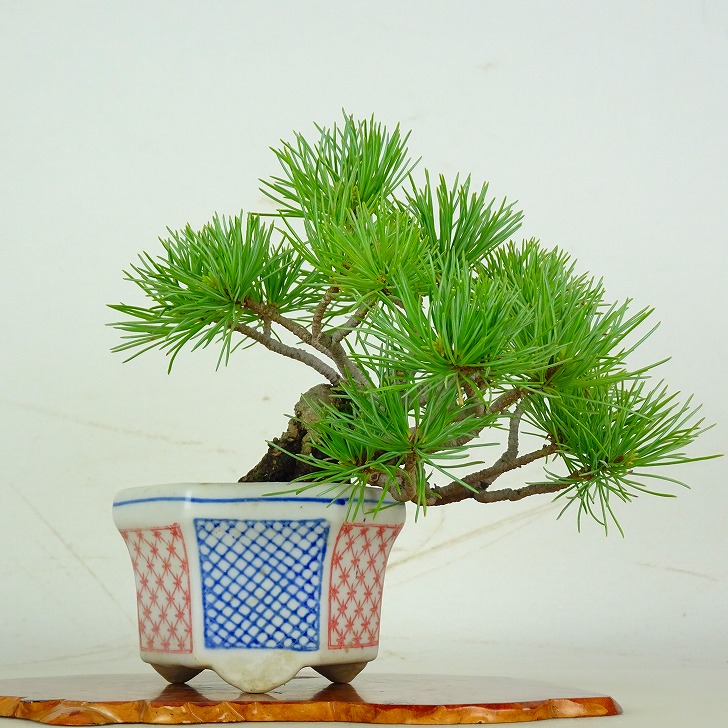 盆栽 松 五葉松 樹高 約15.5cm ごようまつ Pinus parviflora ゴヨウマツ マツ科 常緑針葉樹 鑑賞 観賞用 小品 現品 送料無料｜盆栽はニわ 店