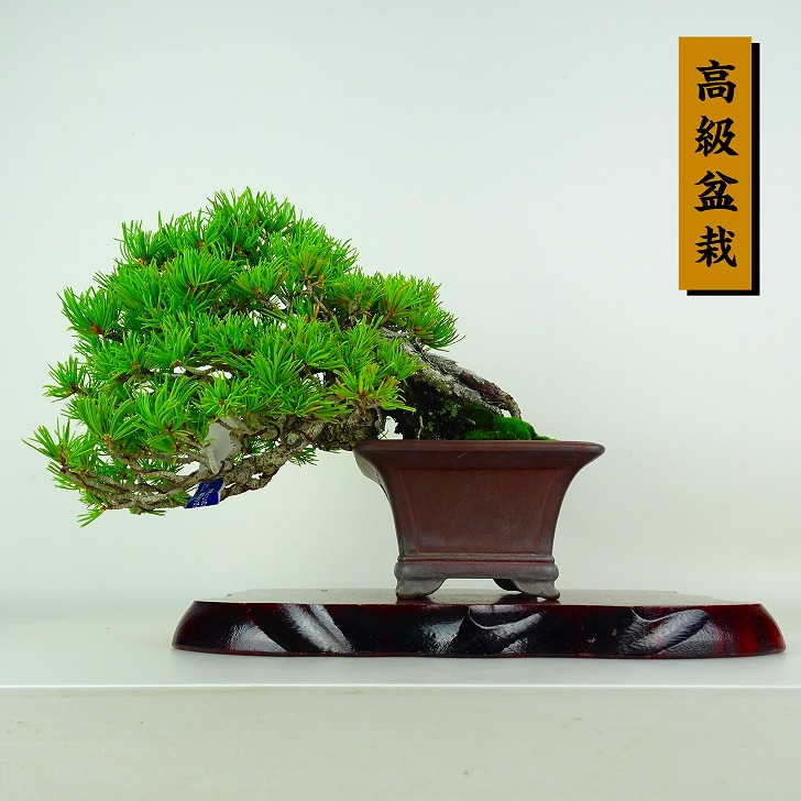 盆栽 松 五葉松 樹高 上下 約17cm ごようまつ 高級盆栽 Pinus parviflora ゴヨウマツ マツ科 常緑針葉樹 鑑賞 観賞用 小品 現品|盆栽はニわ 店